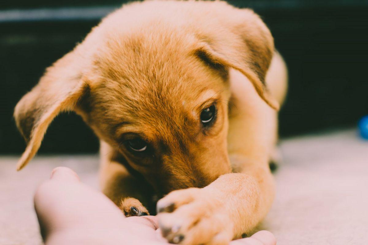 A golden retriever resting at a home boarding stay