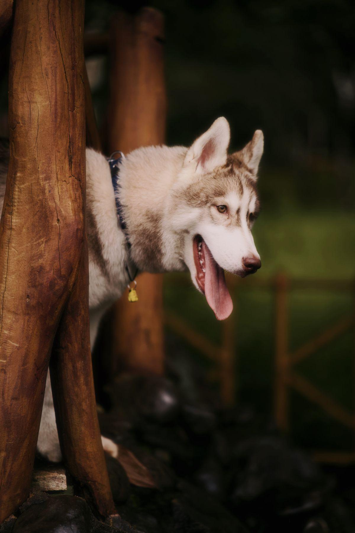 A husky outdoors on a walk