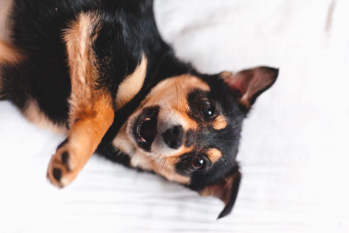 A dog playing on the bed at home